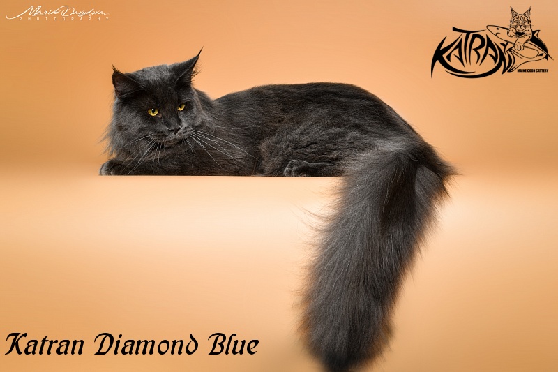 Katran Diamond Blue - Adult maine-coon 11 months