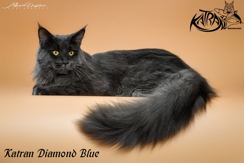 Katran Diamond Blue - Adult maine-coon 11 months