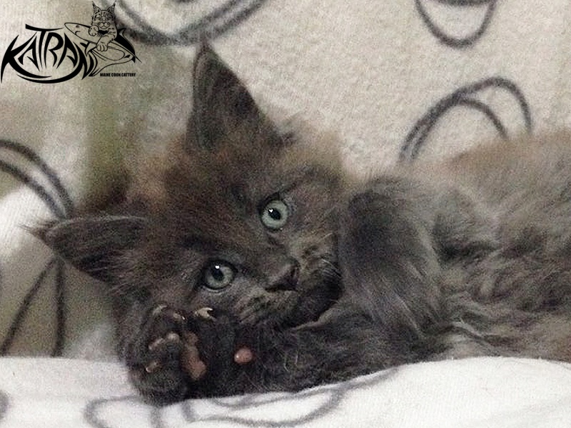 Katran Diamond Blue - Kitten maine-coon 2 months