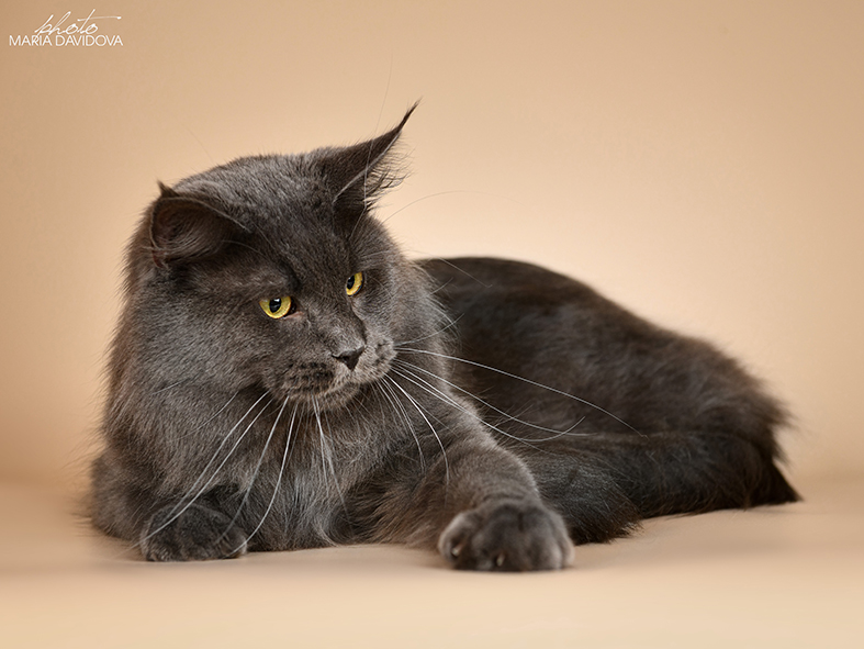 Katran Diamond Blue - Adult maine-coon 2 years 1 month 0.5 weeks