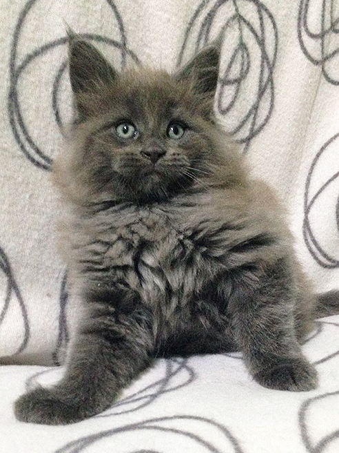 Katran Diamond Blue - Kitten maine-coon 2 months