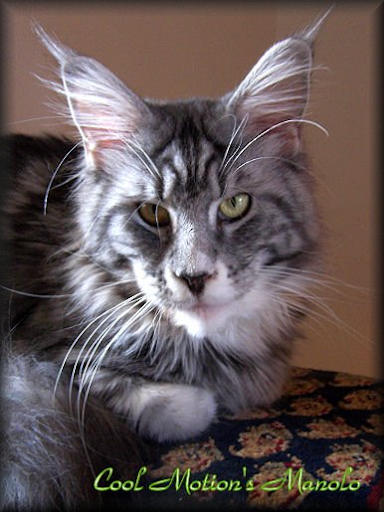 Cool Motion's Manolo - maine-coon