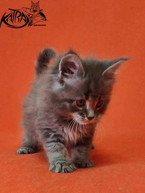 Katran Violetta - Kitten maine-coon 1 month 2 weeks