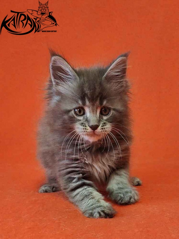 Katran Violetta - Kitten maine-coon 1 month 2 weeks