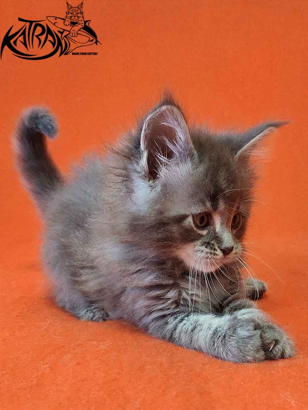 Katran Violetta - Kitten maine-coon 1 month 2 weeks