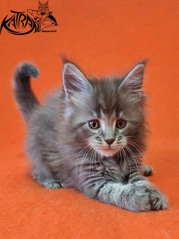 Katran Violetta - Kitten maine-coon 1 month 2 weeks
