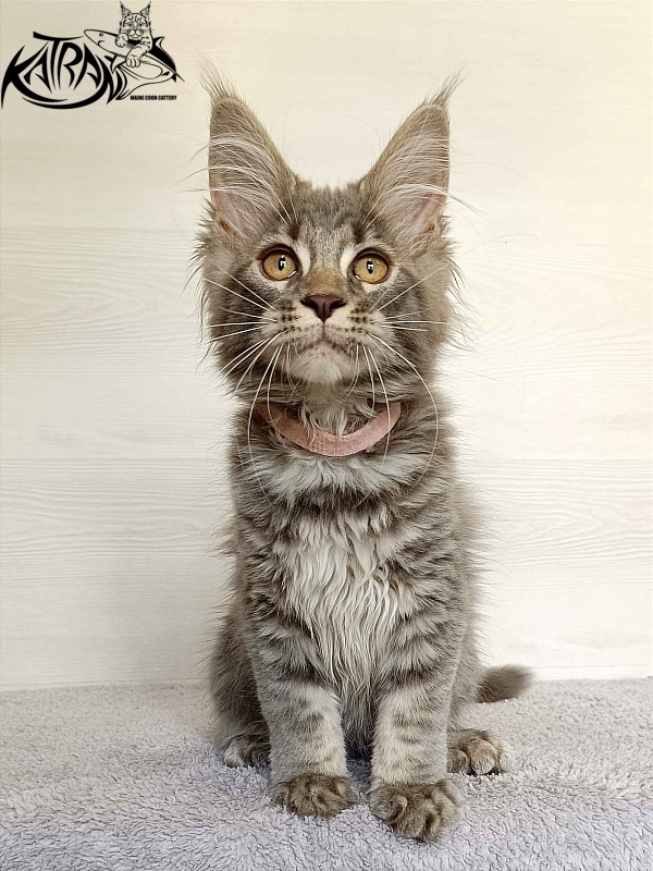 Katran Violetta - Kitten maine-coon 3 months