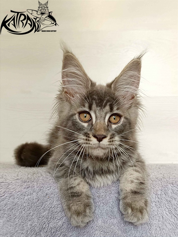 Katran Violetta - Kitten maine-coon 3 months