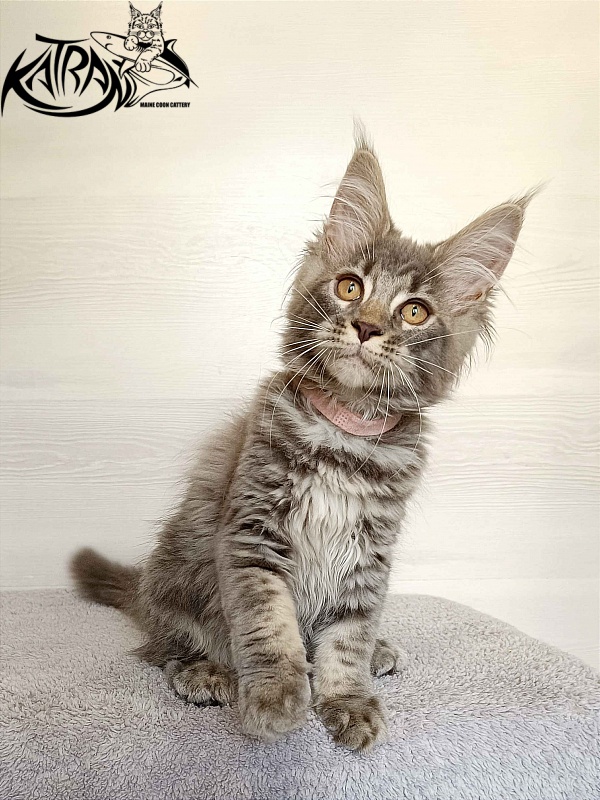 Katran Violetta - Kitten maine-coon 3 months