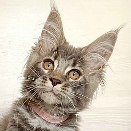 Katran Violetta