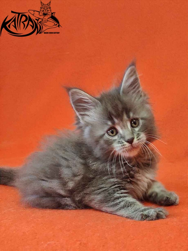 Katran Violetta - Kitten maine-coon 1 month 2 weeks