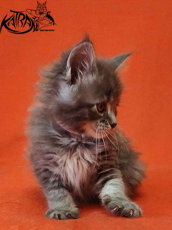 Katran Violetta - Kitten maine-coon 1 month 2 weeks