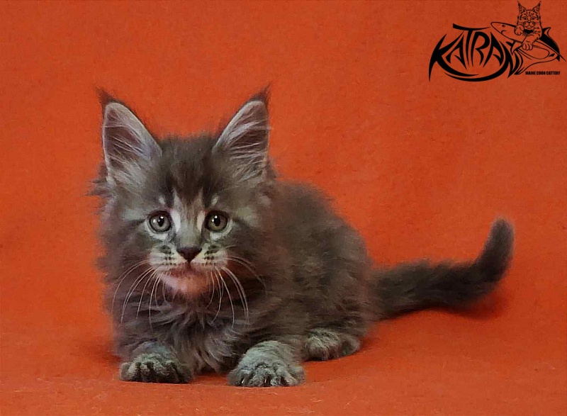 Katran Violetta - Kitten maine-coon 1 month 2 weeks