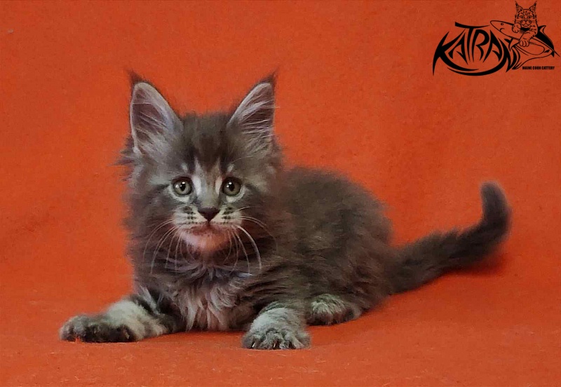 Katran Violetta - Kitten maine-coon 1 month 2 weeks