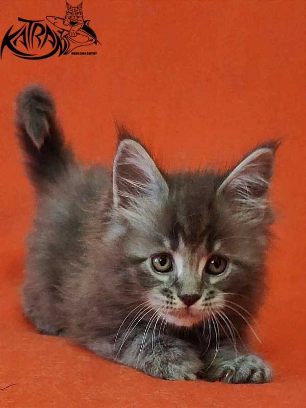 Katran Violetta - Kitten maine-coon 1 month 2 weeks