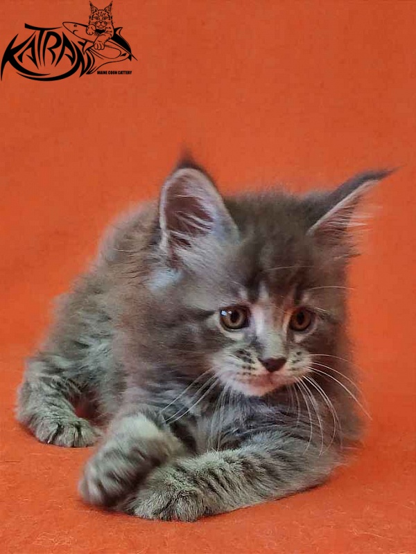 Katran Violetta - Kitten maine-coon 1 month 2 weeks