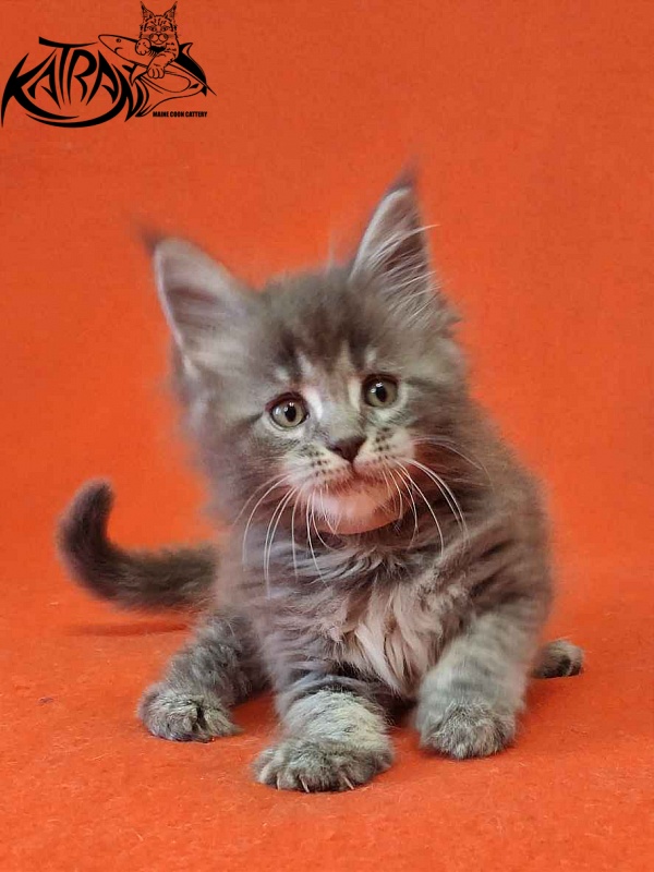 Katran Violetta - Kitten maine-coon 1 month 2 weeks