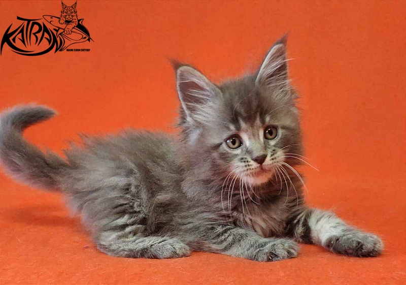 Katran Violetta - Kitten maine-coon 1 month 2 weeks