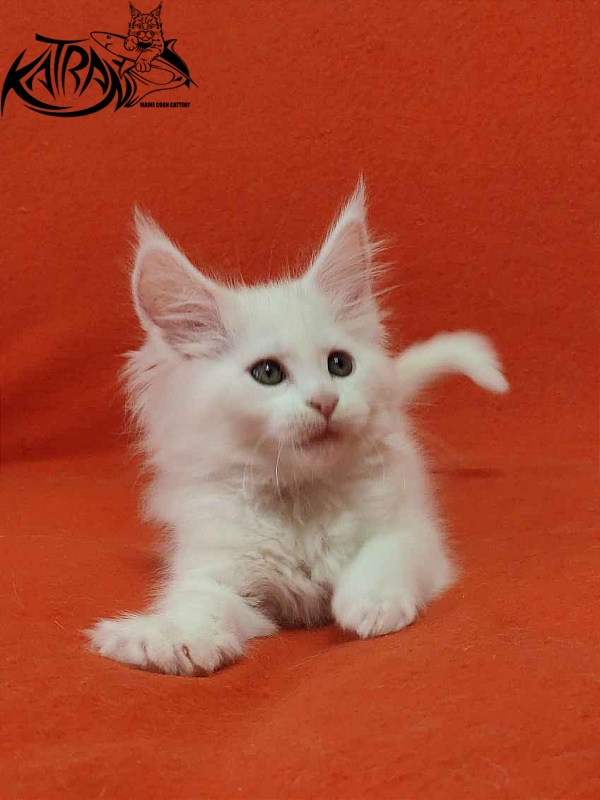 Katran Vivienne - Kitten maine-coon 1 month 3 weeks
