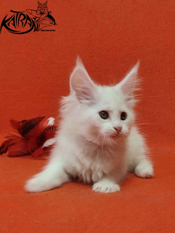 Katran Vivienne - Kitten maine-coon 1 month 3 weeks