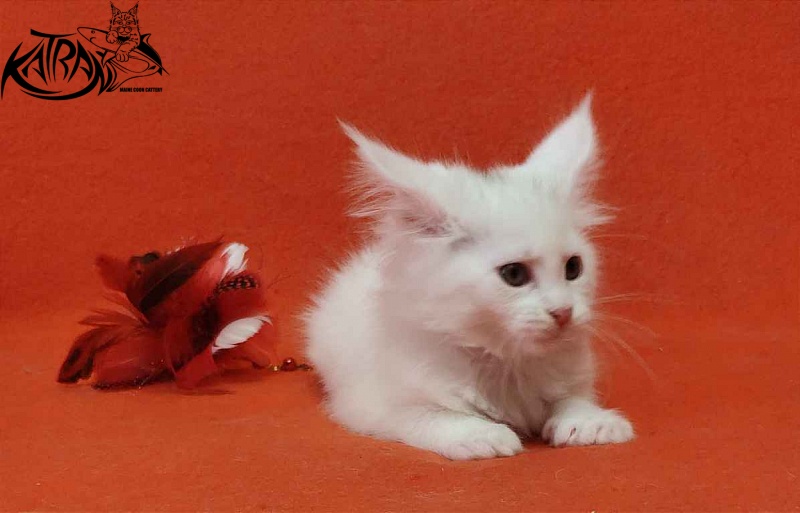 Katran Vivienne - Kitten maine-coon 1 month 3 weeks