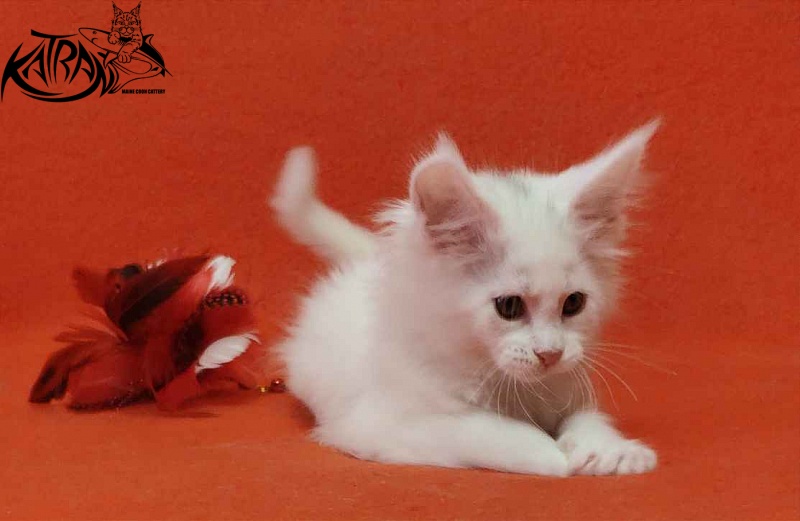 Katran Vivienne - Kitten maine-coon 1 month 3 weeks
