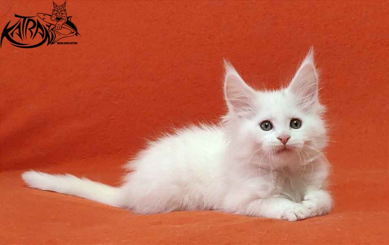 Katran Vivienne - Kitten maine-coon 1 month 3 weeks
