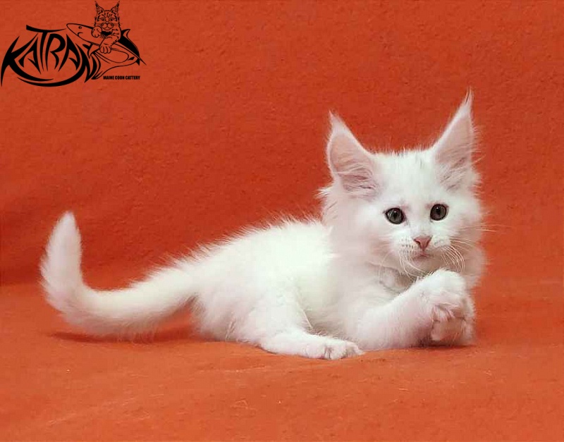 Katran Vivienne - Kitten maine-coon 1 month 3 weeks