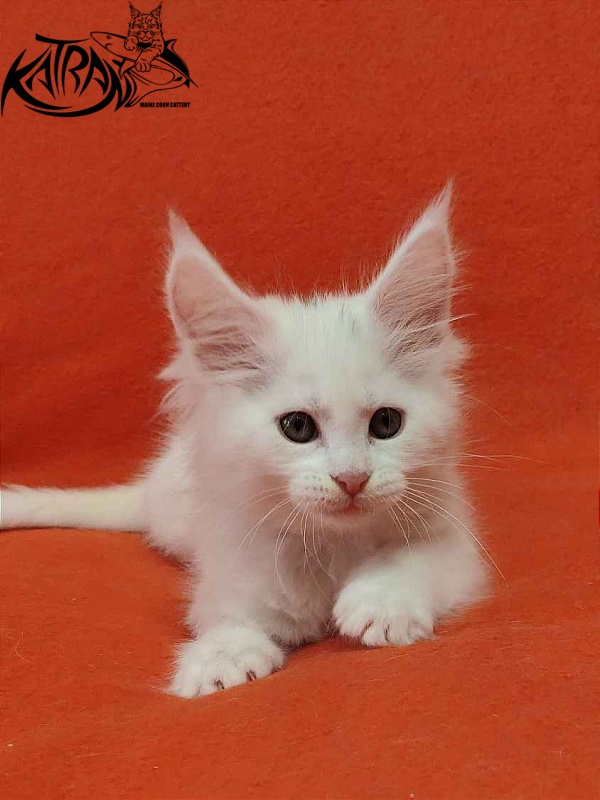 Katran Vivienne - Kitten maine-coon 1 month 3 weeks
