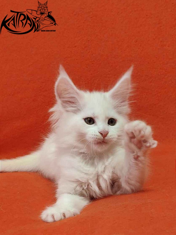 Katran Vivienne - Kitten maine-coon 1 month 3 weeks