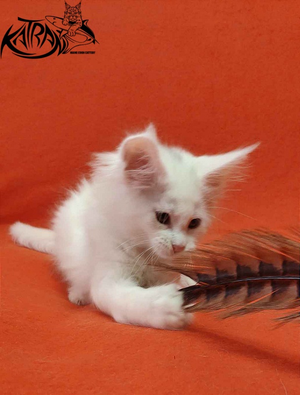 Katran Vivienne - Kitten maine-coon 1 month 3 weeks