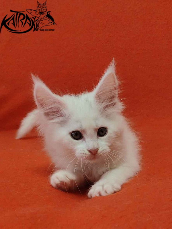Katran Vivienne - Kitten maine-coon 1 month 3 weeks