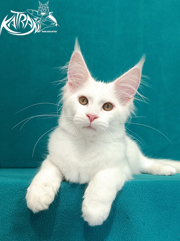 Katran Vivienne - Kitten maine-coon 3 months