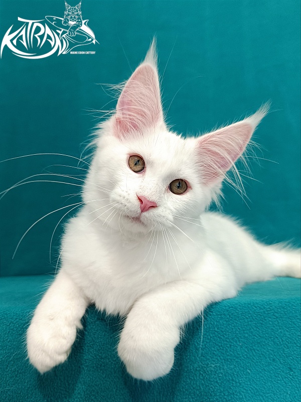 Katran Vivienne - Kitten maine-coon 3 months