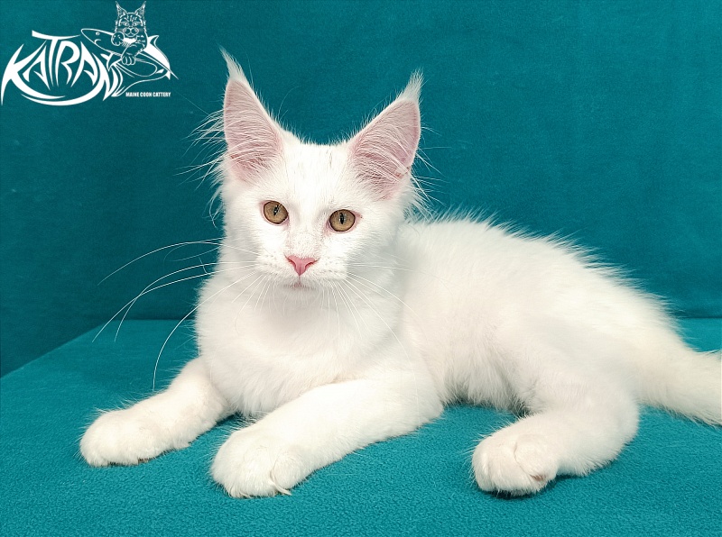 Katran Vivienne - Kitten maine-coon 3 months