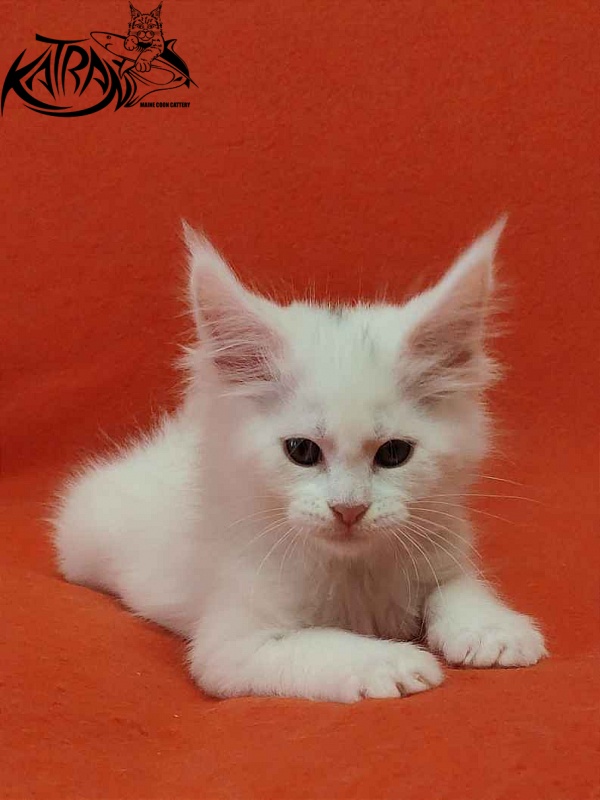 Katran Vivienne - Kitten maine-coon 1 month 3 weeks