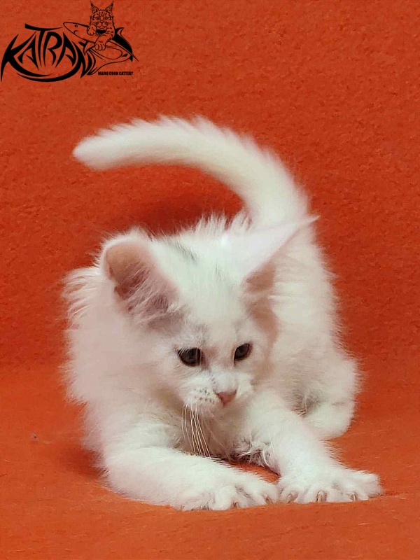 Katran Vivienne - Kitten maine-coon 1 month 3 weeks