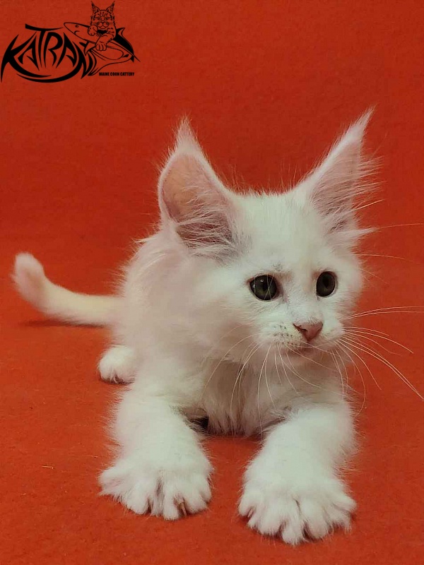Katran Vivienne - Kitten maine-coon 1 month 3 weeks
