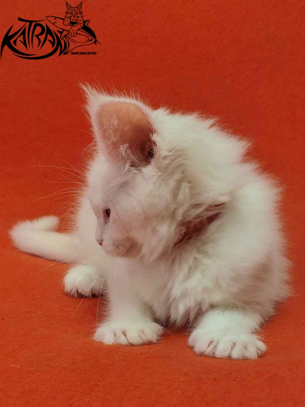 Katran Vivienne - Kitten maine-coon 1 month 3 weeks