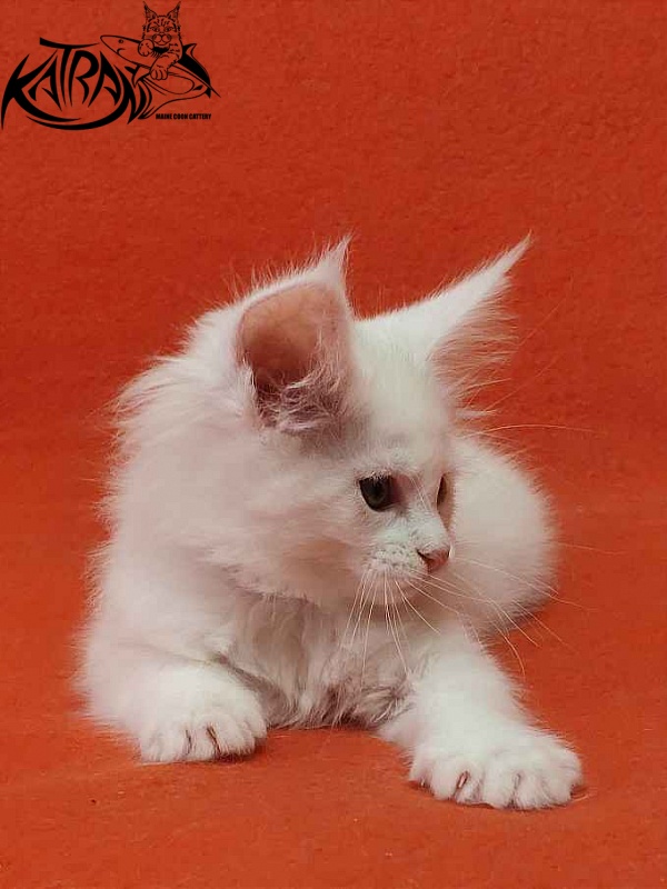 Katran Vivienne - Kitten maine-coon 1 month 3 weeks