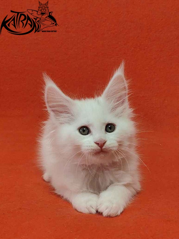 Katran Vivienne - Kitten maine-coon 1 month 3 weeks