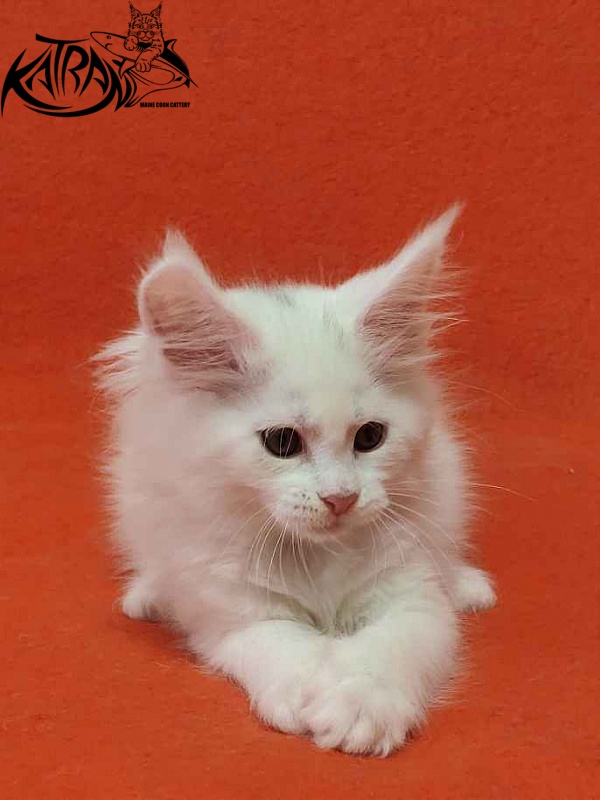 Katran Vivienne - Kitten maine-coon 1 month 3 weeks