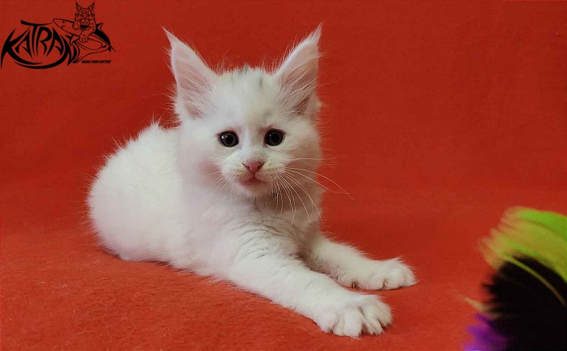 Katran Viking - Kitten maine-coon 1 month 2 weeks