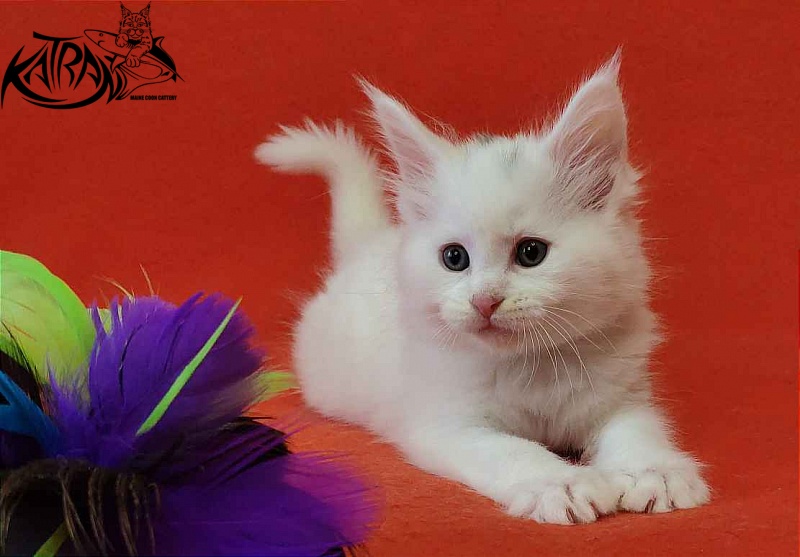 Katran Viking - Kitten maine-coon 1 month 2 weeks