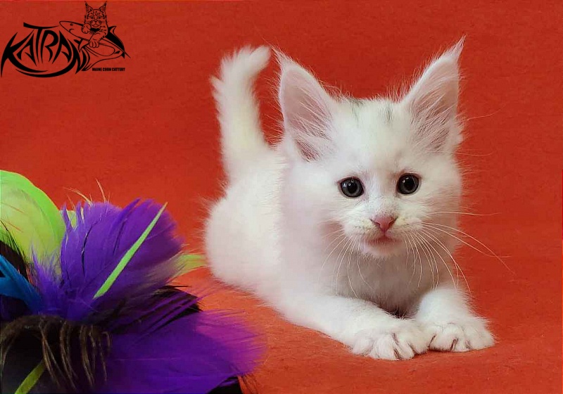 Katran Viking - Kitten maine-coon 1 month 2 weeks