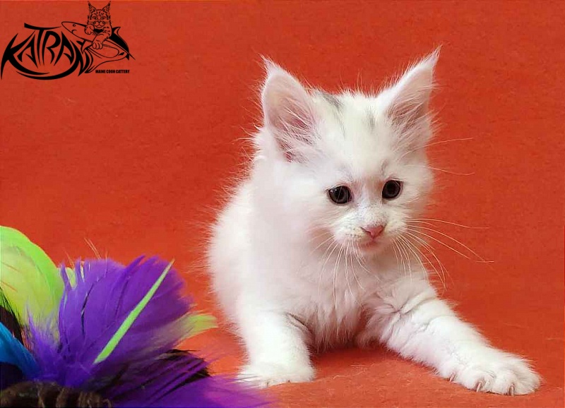 Katran Viking - Kitten maine-coon 1 month 2 weeks