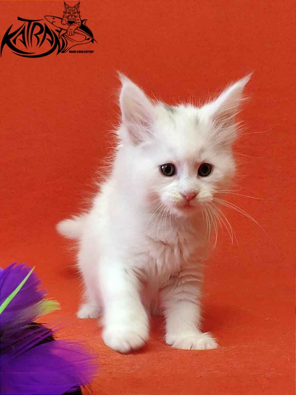 Katran Viking - Kitten maine-coon 1 month 2 weeks