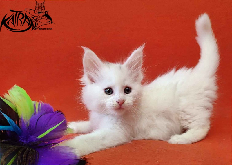 Katran Viking - Kitten maine-coon 1 month 2 weeks