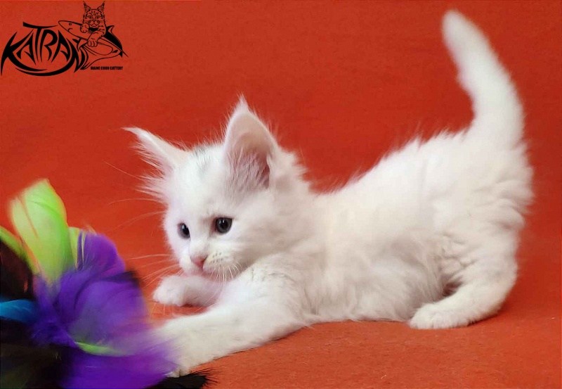 Katran Viking - Kitten maine-coon 1 month 2 weeks