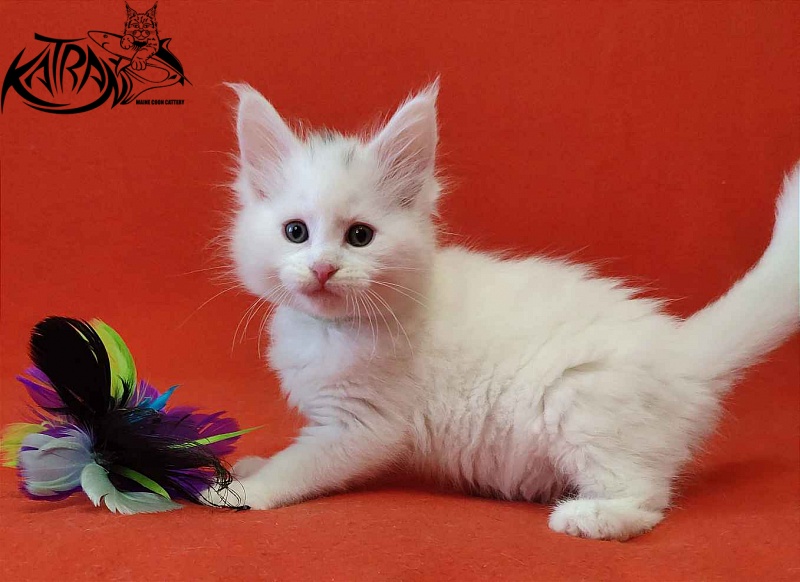 Katran Viking - Kitten maine-coon 1 month 2 weeks